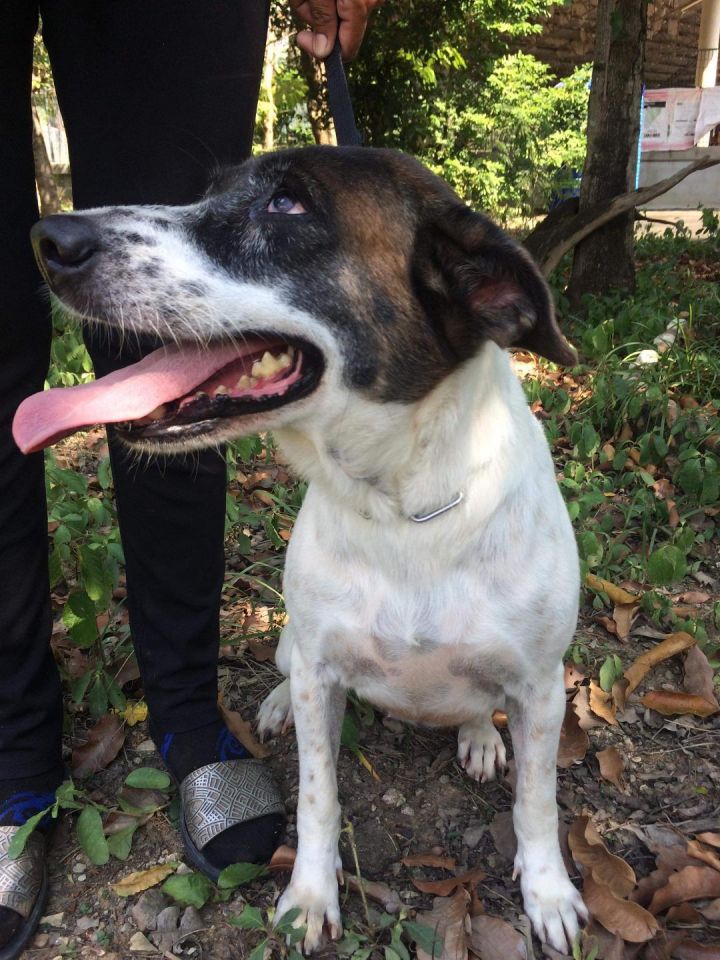 Dog For Adoption Sasha A German Shorthaired Pointer Terrier