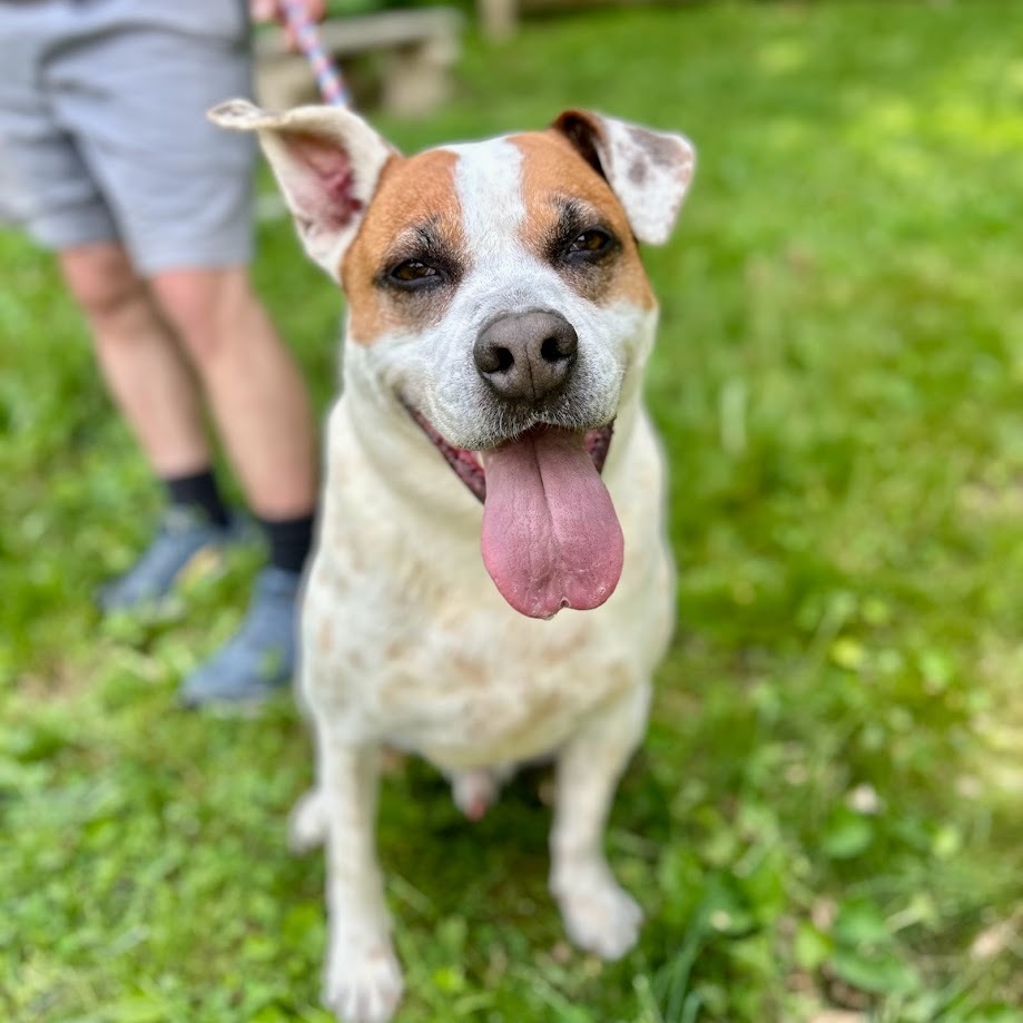 Sparky, an adoptable Mixed Breed in Springfield, OH, 45502 | Photo Image 1
