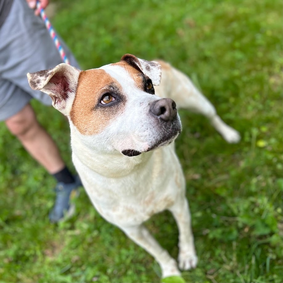Sparky, an adoptable Mixed Breed in Springfield, OH, 45502 | Photo Image 2