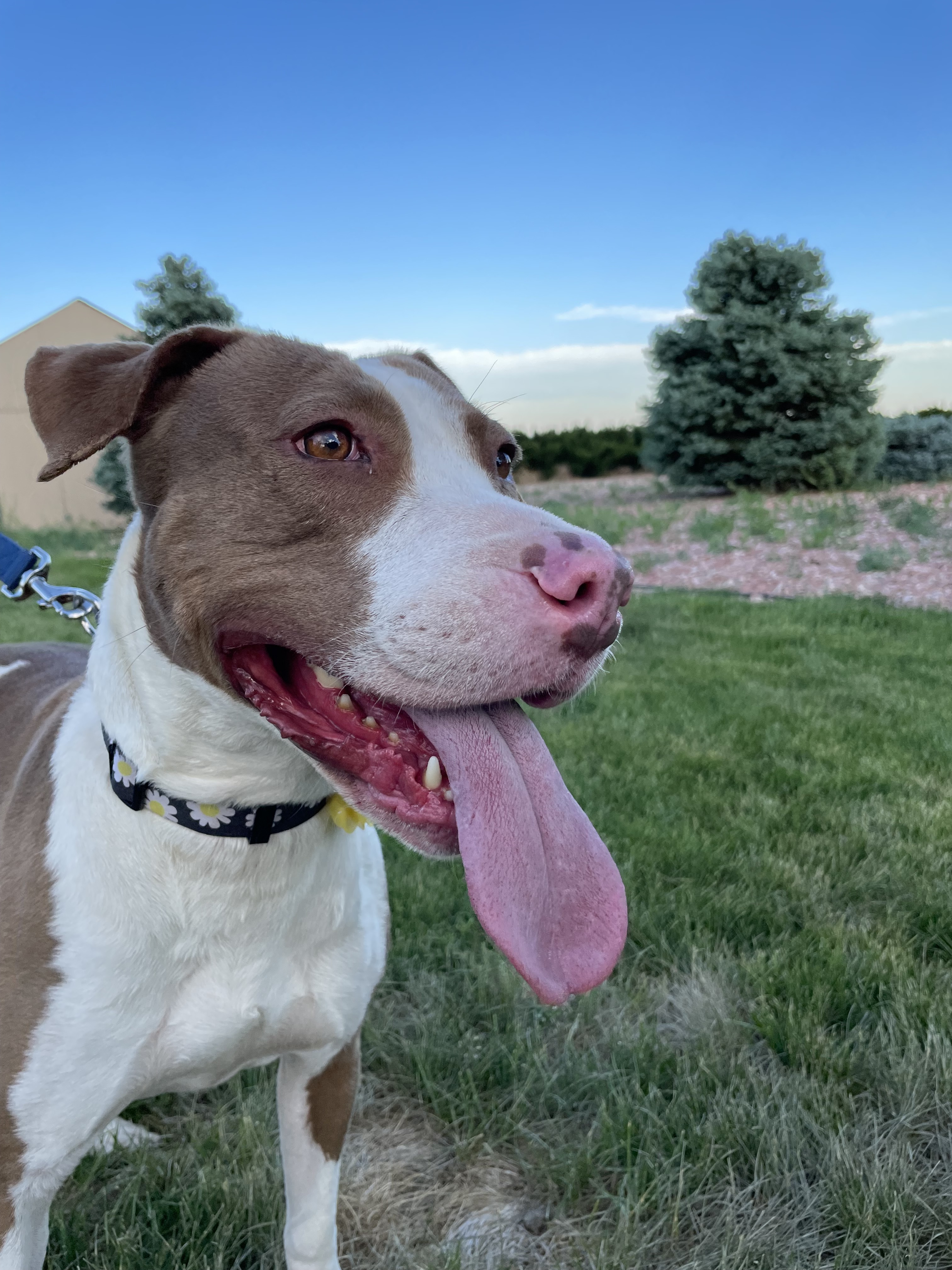 Dog for adoption - Zoey, an American Bulldog Mix in Denver ...