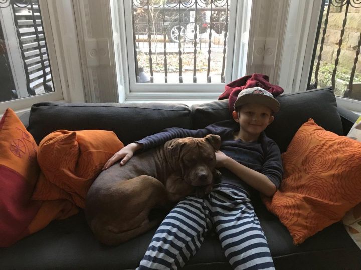 Dog For Adoption Tigger A Pit Bull Terrier Mix In New York Ny