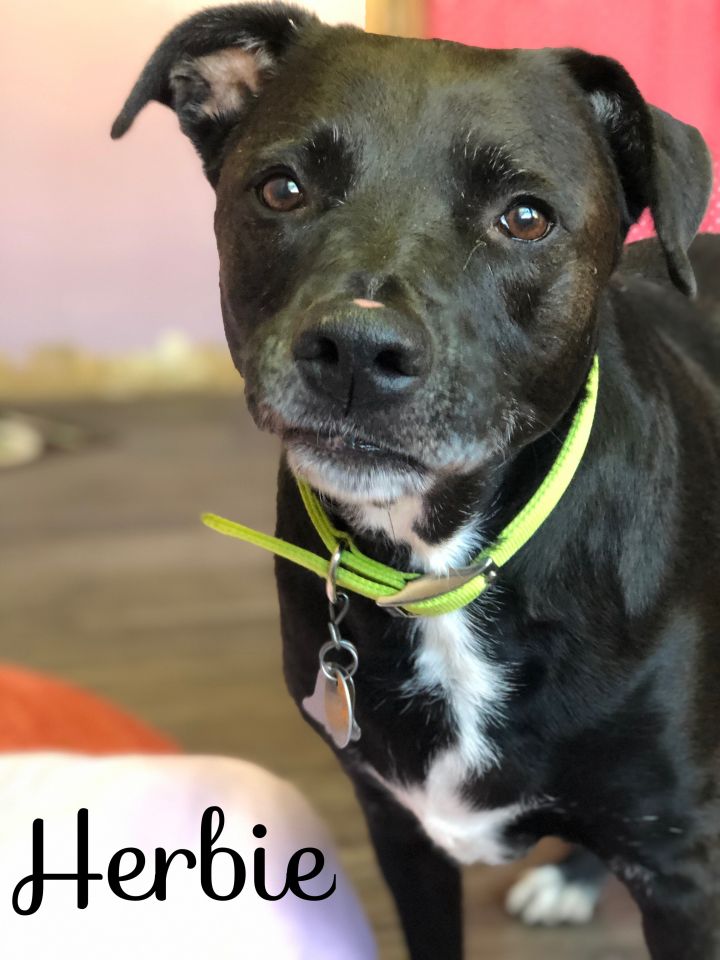 Dog For Adoption Herbie A Labrador Retriever Mix In Evansville In Petfinder