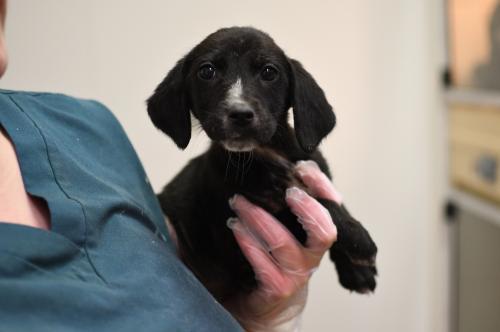 Dog For Adoption Evie A German Shorthaired Pointer Labrador