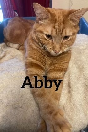 Abby, an adoptable Domestic Short Hair in Midland, TX, 79705 | Photo Image 1