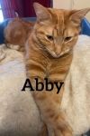 Abby photo 1