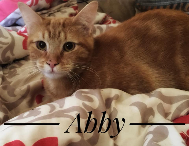 Abby 3