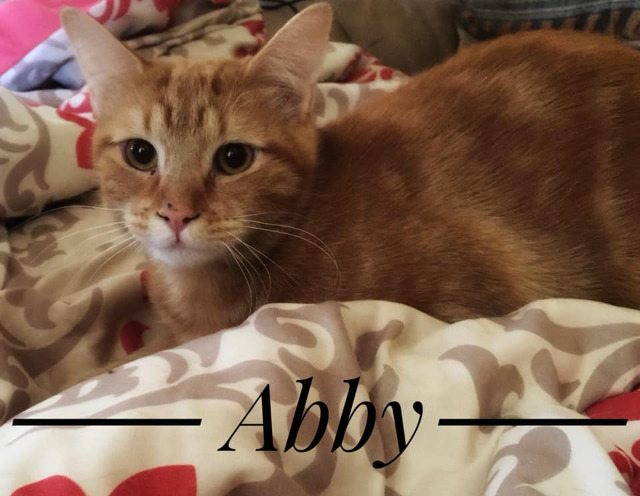 Abby, an adoptable Domestic Short Hair in Midland, TX, 79705 | Photo Image 3