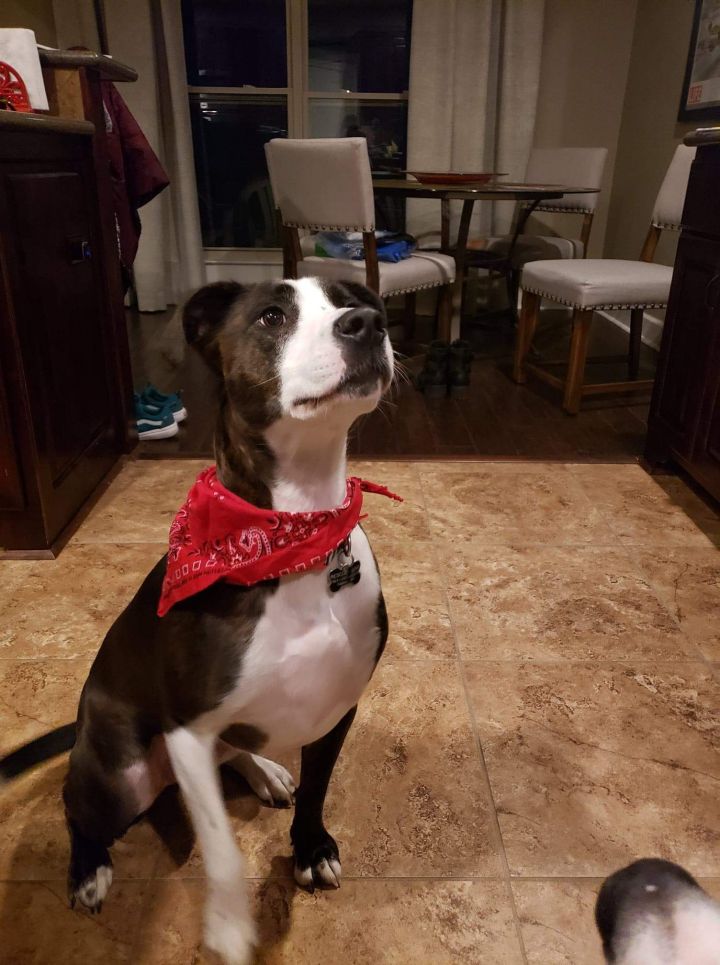 Dog For Adoption Gracie A German Shorthaired Pointer Boxer