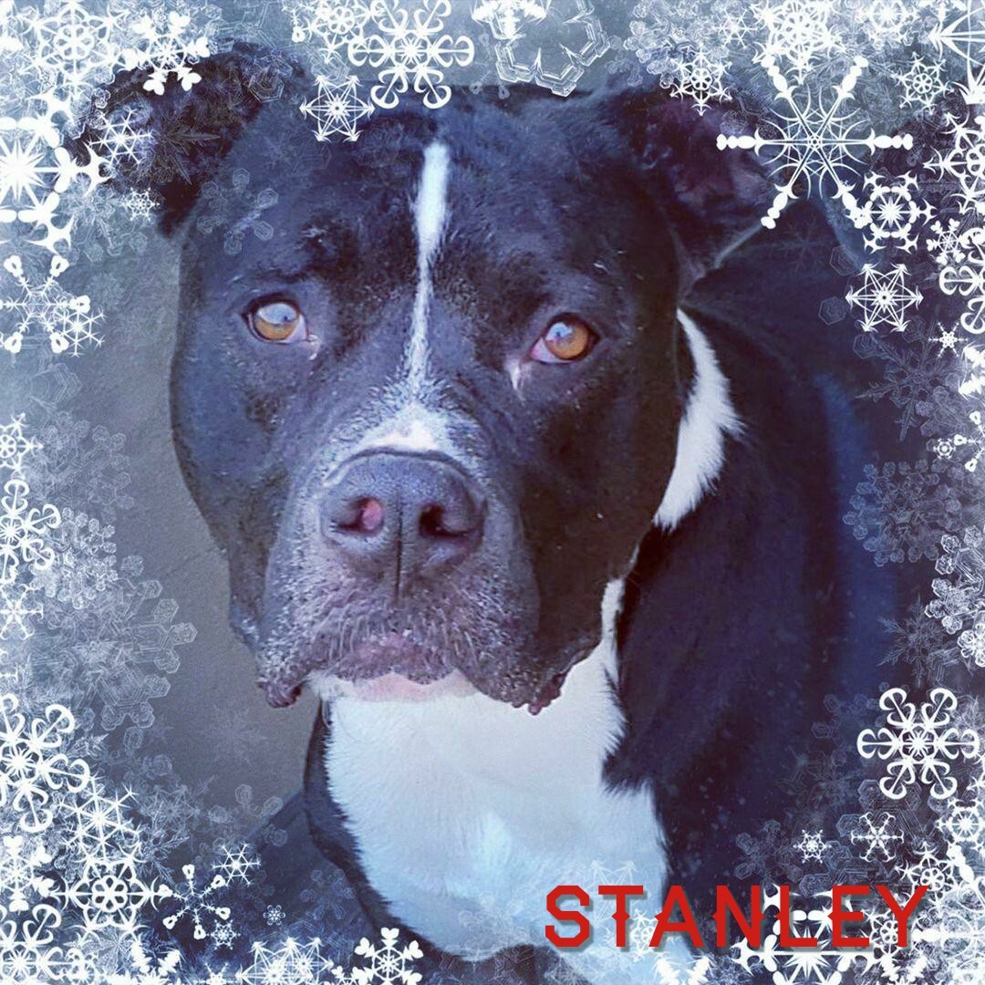 Stanley, an adoptable Pit Bull Terrier in Whiting, IN, 46394 | Photo Image 1