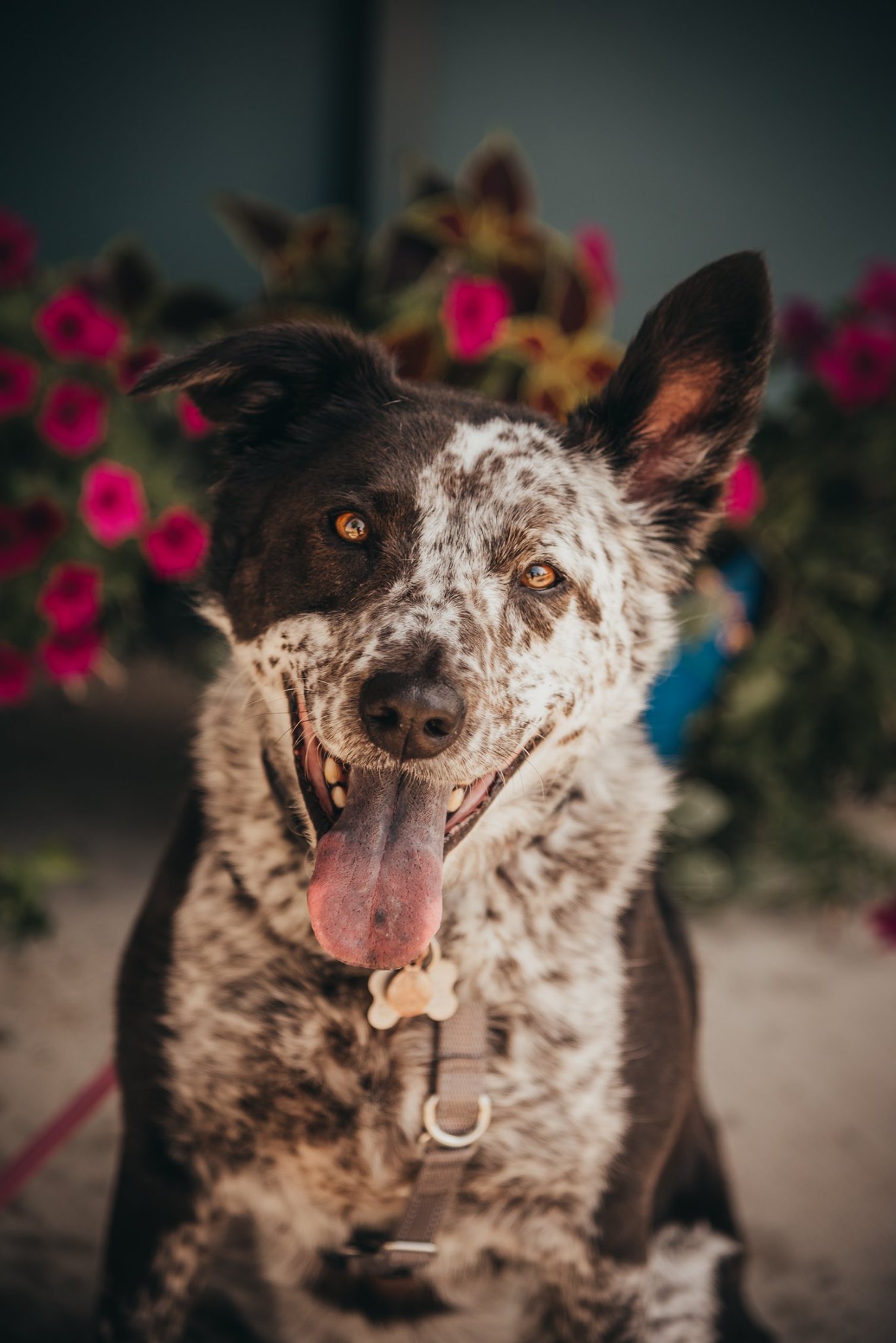 Marley Mae, an adoptable Cattle Dog, Australian Shepherd in Memphis, TN, 38103 | Photo Image 1