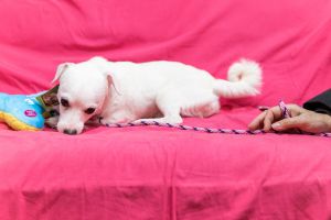 Adoptable Dogs Posh Pets Rescue