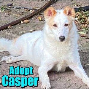 Casper