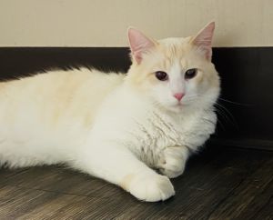 Cat For Adoption Leche A Ragdoll Siamese Mix In Los Alamitos