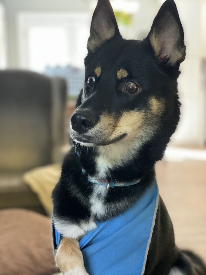 Dog For Adoption Frank A Shiba Inu Australian Kelpie