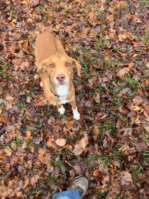 Little Red & Buddie (BONDED PAIR)