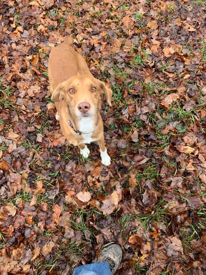 Little Red & Buddie (BONDED PAIR) 1