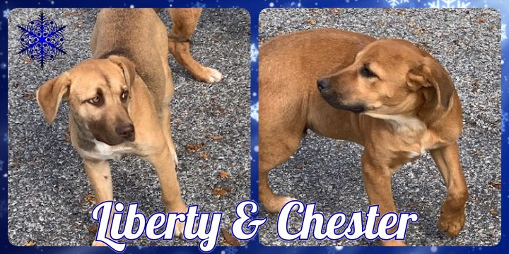 Liberty & Chester 1