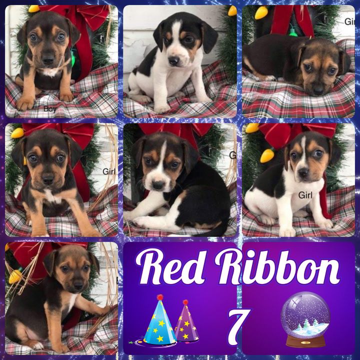 Red Ribbon 7 1