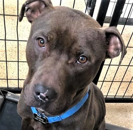 Charlie, an adoptable Chocolate Labrador Retriever, Terrier in Macomb, MI, 48042 | Photo Image 1