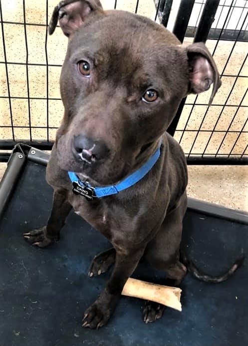 Charlie, an adoptable Chocolate Labrador Retriever, Terrier in Macomb, MI, 48042 | Photo Image 2