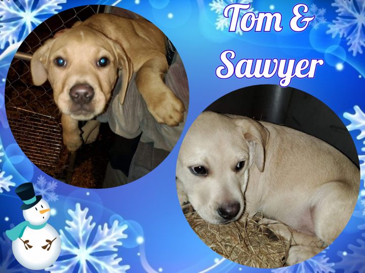 Tom & Sawyer 1