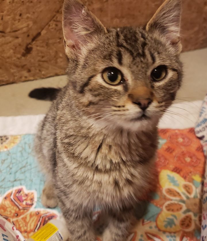 Cat for adoption - Buster, a Domestic Short Hair in Grand Rapids, MI ...