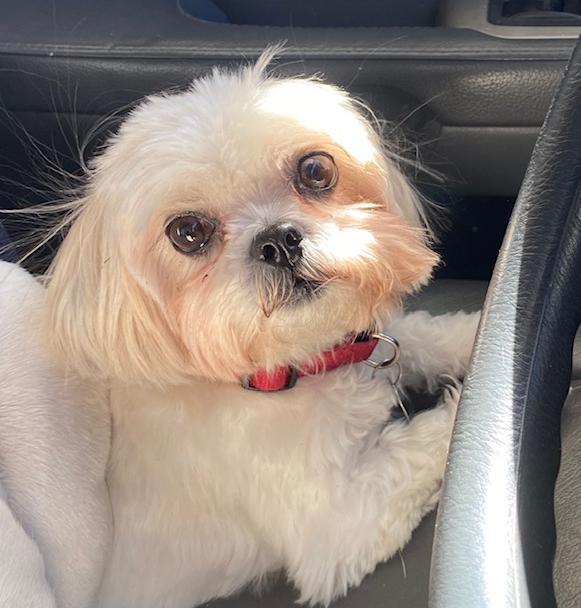 Dog For Adoption Lily A Shih Tzu In Atlanta Ga Petfinder