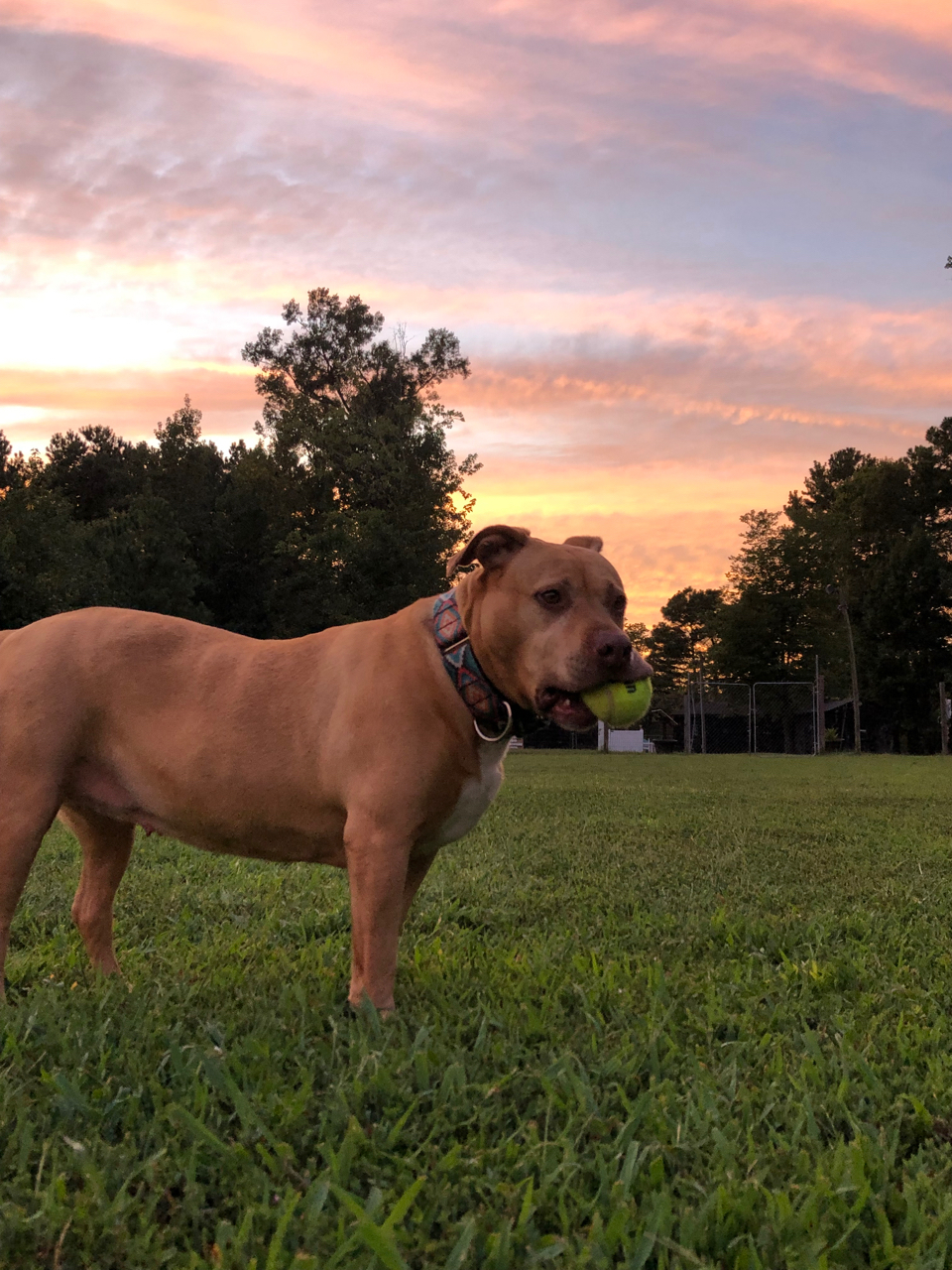 Cinnamon, an adoptable Mixed Breed in Charlottesville, VA, 22906 | Photo Image 2