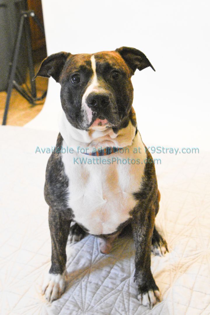 Booker, an adopted Pit Bull Terrier Mix in Oxford, MI_image-2