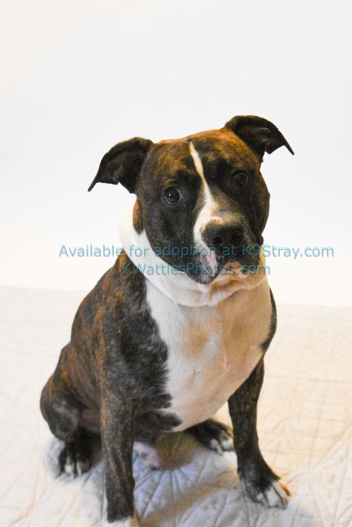 Booker, an adopted Pit Bull Terrier Mix in Oxford, MI_image-3