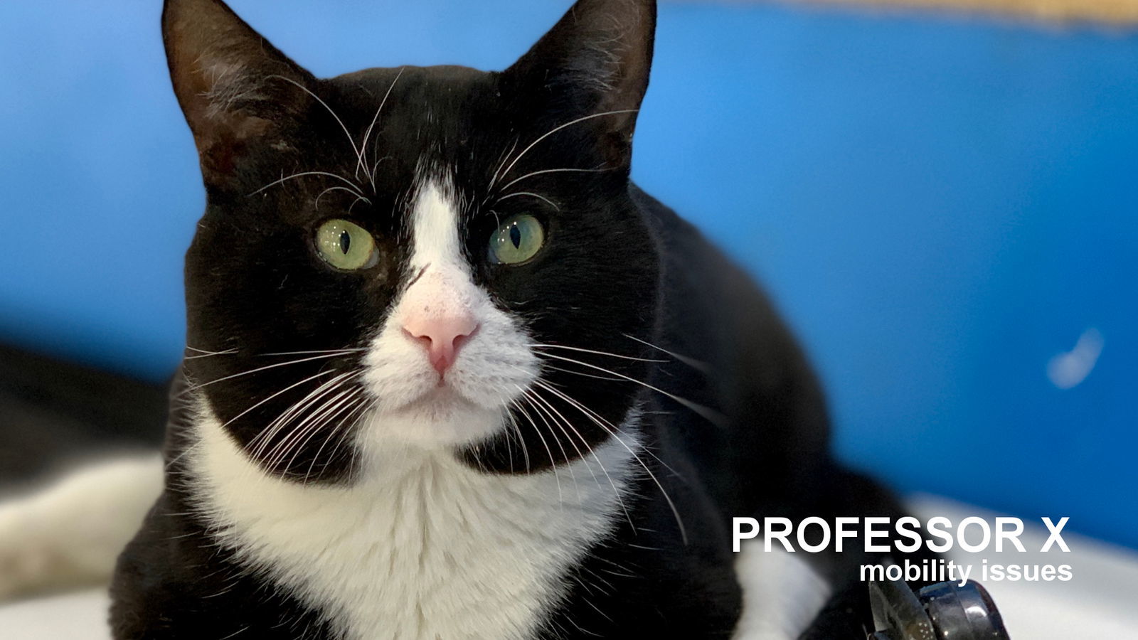 Professor X, an adoptable Domestic Short Hair in Santa Rosa, CA, 95404 | Photo Image 1