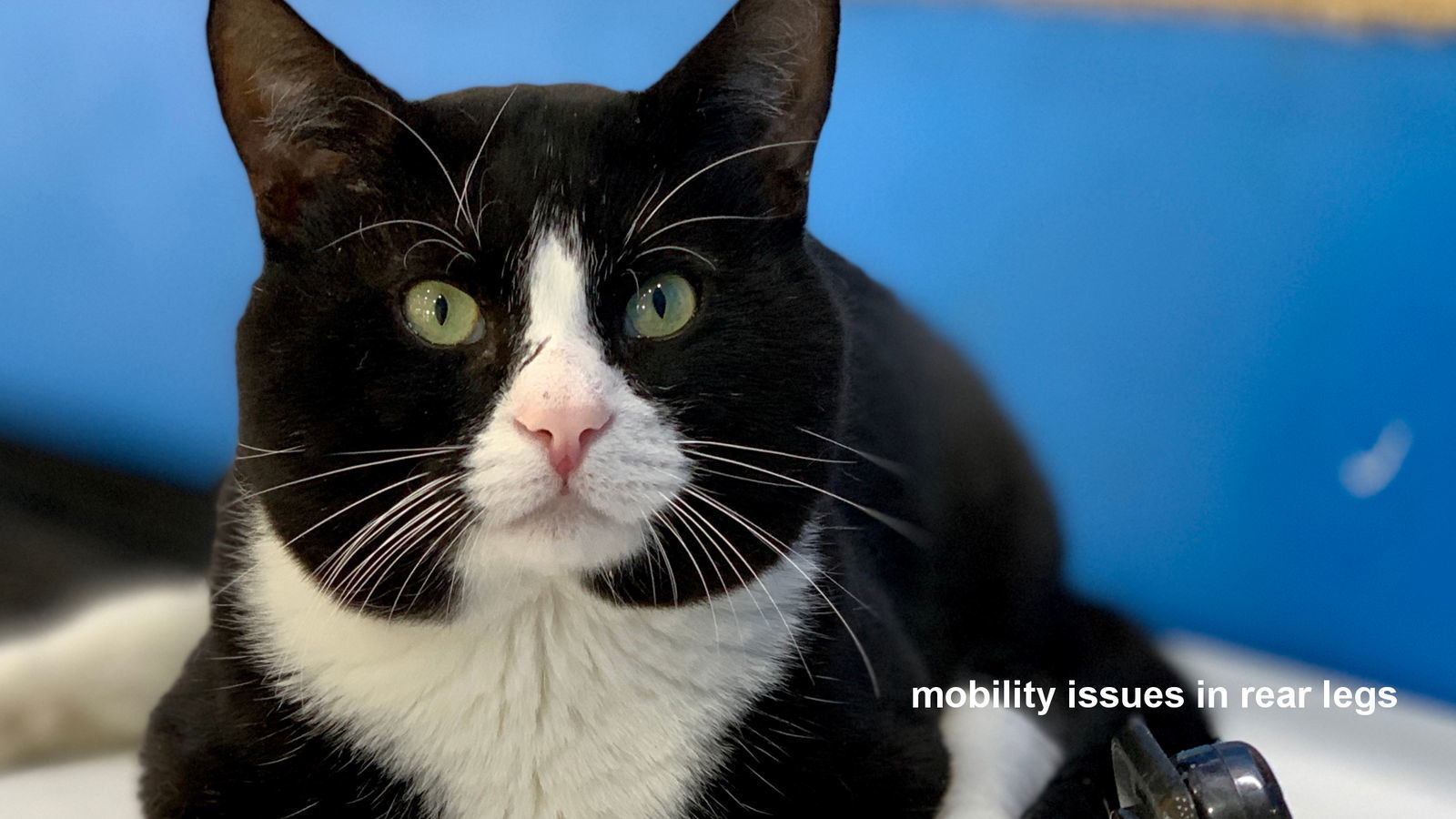 Professor X, an adoptable Domestic Short Hair in Santa Rosa, CA, 95404 | Photo Image 3