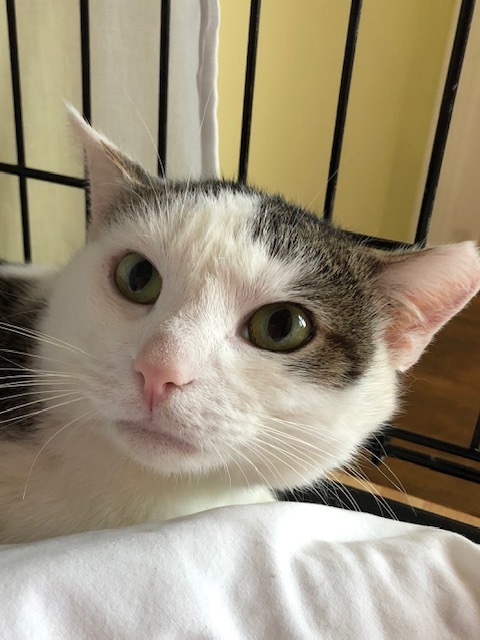 Simon