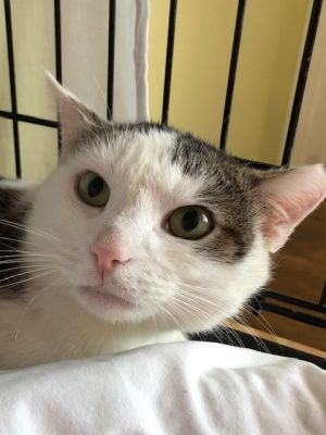 Simon, Adult Male Domestic Short Hair