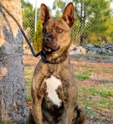 Shelter Animal | Carroll County Humane Society