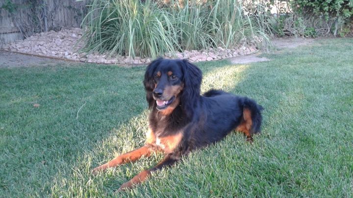 Dog For Adoption Bocce A Gordon Setter In Boise Id Petfinder