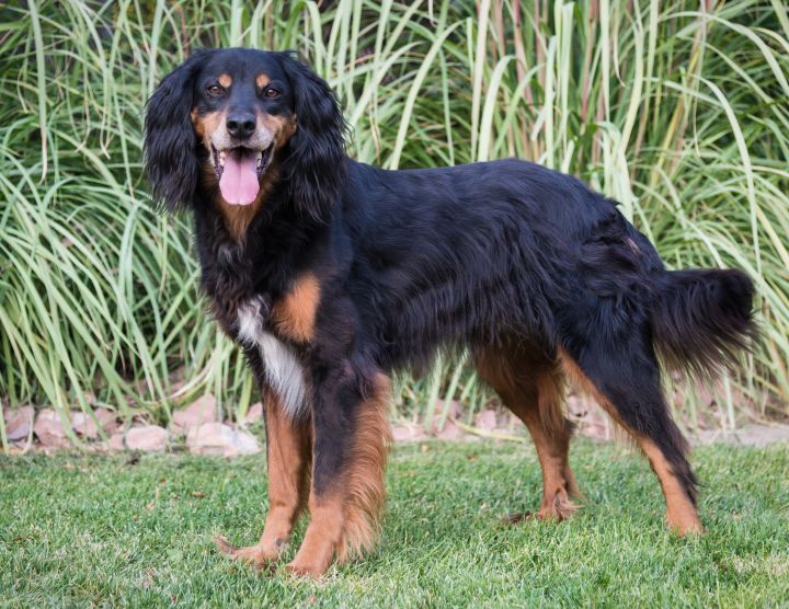 What Is A Gordon Setter Dog