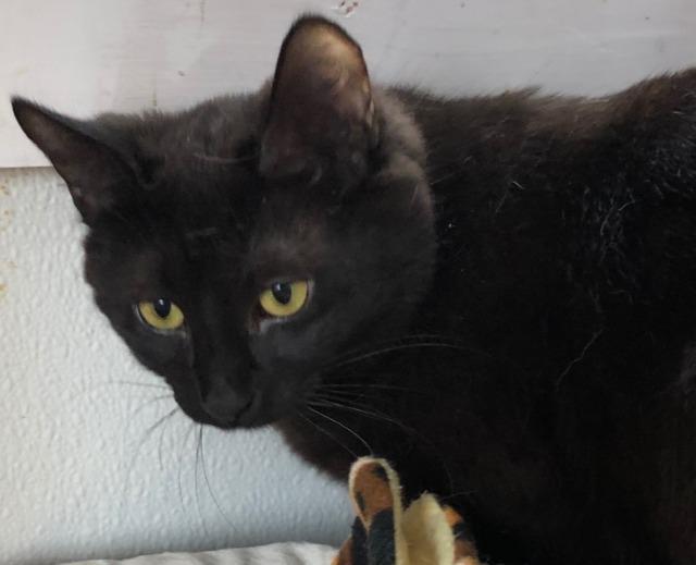 Mary Anne, an adoptable Domestic Short Hair in Hastings, NE, 68901 | Photo Image 1