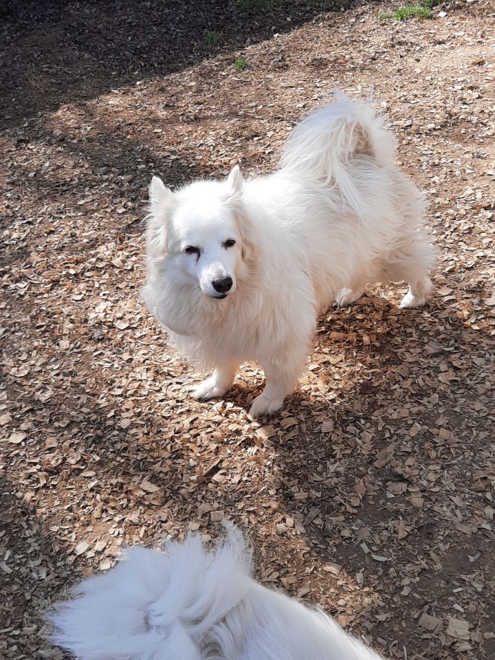 american eskimo chow mix