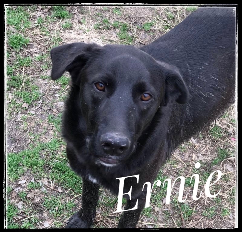 Ernie, an adoptable Labrador Retriever in Dallas, TX, 75240 | Photo Image 1