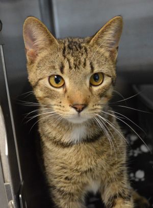 Cat For Adoption Mercutio A Domestic Short Hair In House