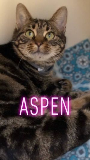 Aspen - update! adopted!