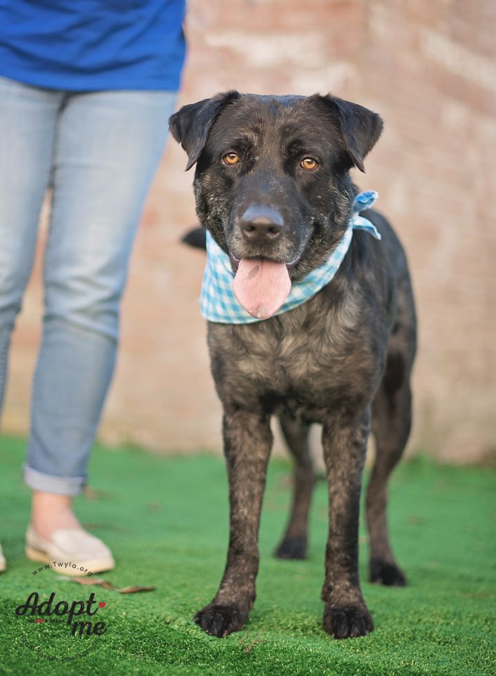 Beckham, an adopted Labrador Retriever & Plott Hound Mix in Kingwood, TX_image-3
