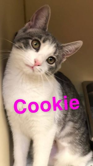Cookie - update! adopted!