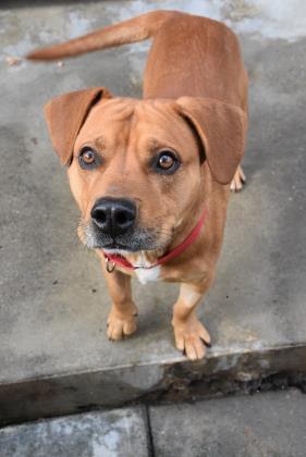 Dog For Adoption Abe A Pit Bull Terrier Basset Hound Mix In