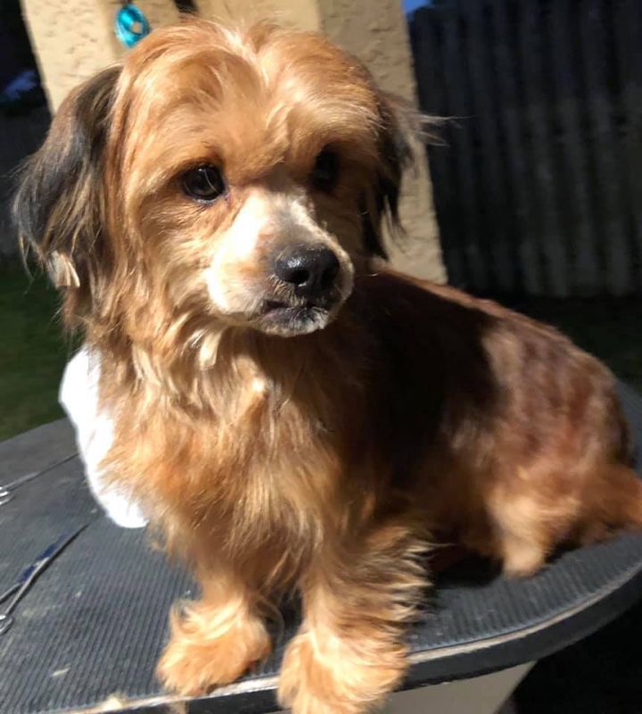 Dog For Adoption Pheasant A Shih Tzu Yorkshire Terrier Mix In