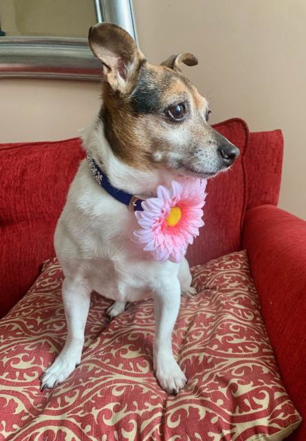 Dog For Adoption Sadie A Jack Russell Terrier In Lexington Ky