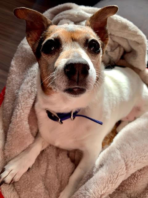 Dog For Adoption Sadie A Jack Russell Terrier In Lexington Ky