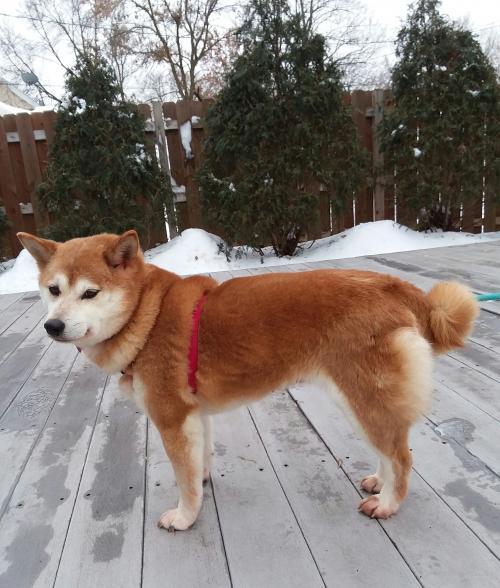 Dog For Adoption Lotus A Shiba Inu In Saint Louis Park