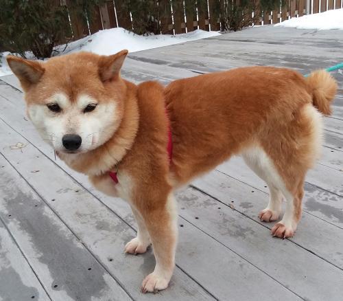 Dog For Adoption Lotus A Shiba Inu In Saint Louis Park